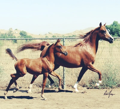 Brillience BMA (Allience x Flair WB by Afire Bey V)